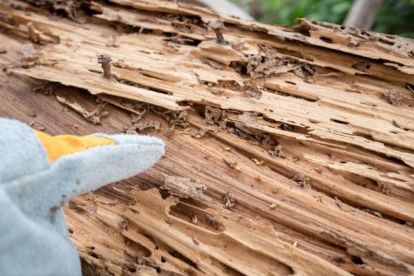 CauseTermite-Damage-Cause-header-768x513